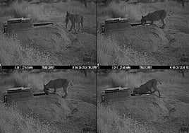 Female lynx carrying its prey to water for a soak.