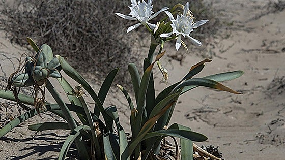 Axarquía environmental group denounces removal of threatened plant species during beach cleaning