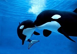 Orca encounters drop 80% in the Strait of Gibraltar, but Spain's northern coast is now active