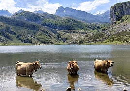Some of Asturias's famous cows taking a cooling dip in the Lakes of Covadonga