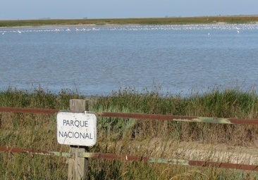 One of the open water spots in Doñana's marshlands.