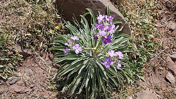 Matthiola maderensis