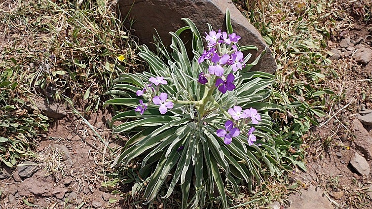 Matthiola maderensis