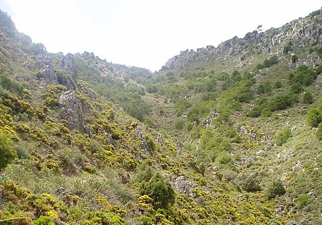 In addition to the reforestated pine forest, there is a wide variety of Mediterranean scrub along the route.
