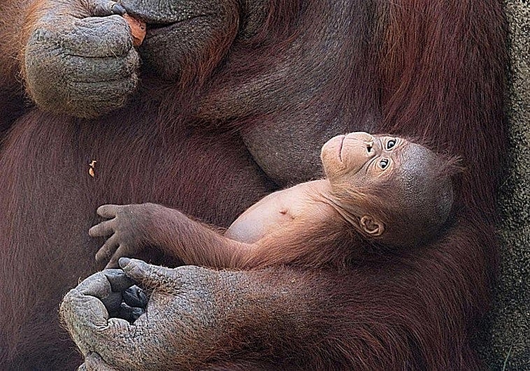 Surya, the mother, with her fourth infant, a male weighing 1.5 kilos, who has not yet been named