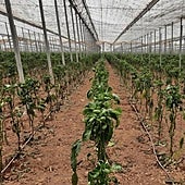 Archive image of a pepper plantation