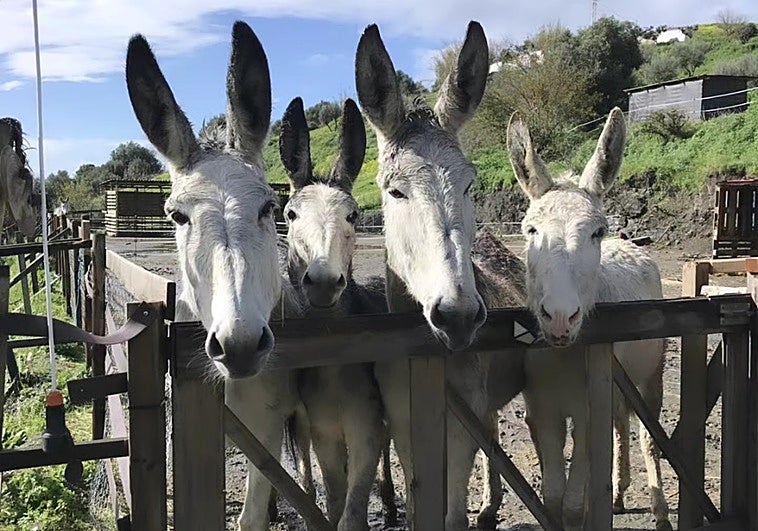 Mijas rescue centre welcomes visitors to mark World Donkey Day