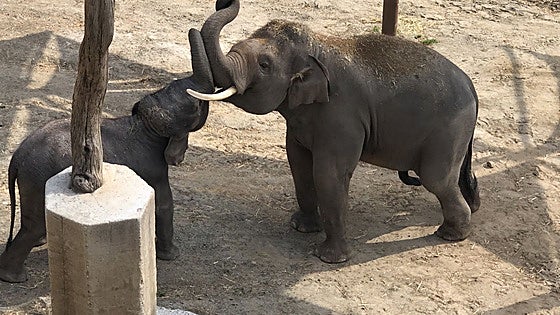 Two elephant brothers reunite at Selwo Aventura in Estepona