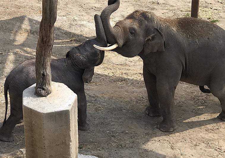 Two elephant brothers reunite at Selwo Aventura in Estepona