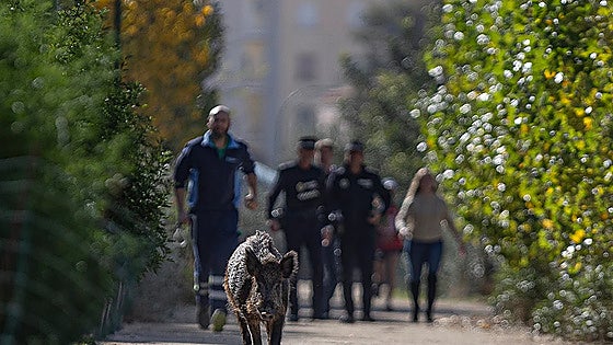 Hepatitis E found as wild boar study reveals disease risk in Malaga urban areas