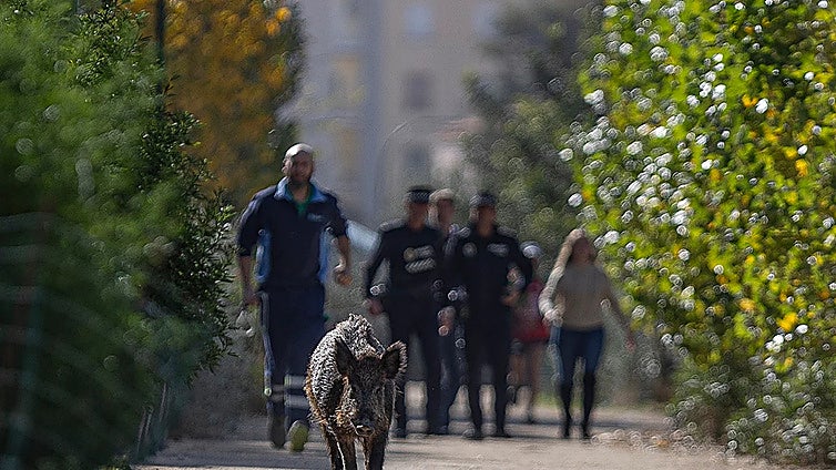 Hepatitis E found as wild boar study reveals disease risk in Malaga urban areas