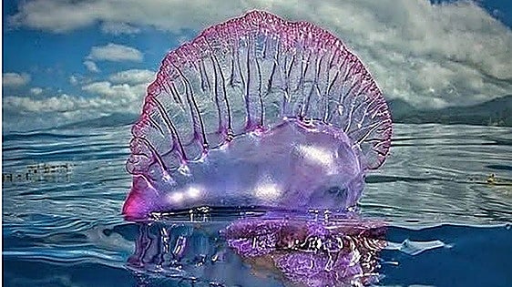 Portuguese man o' war spotted off Granada's Costa Tropical