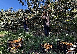 Granada's loquat harvest gets off to a slow start due to winter storms