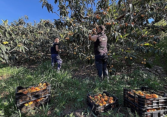 Granada's loquat harvest gets off to a slow start due to winter storms
