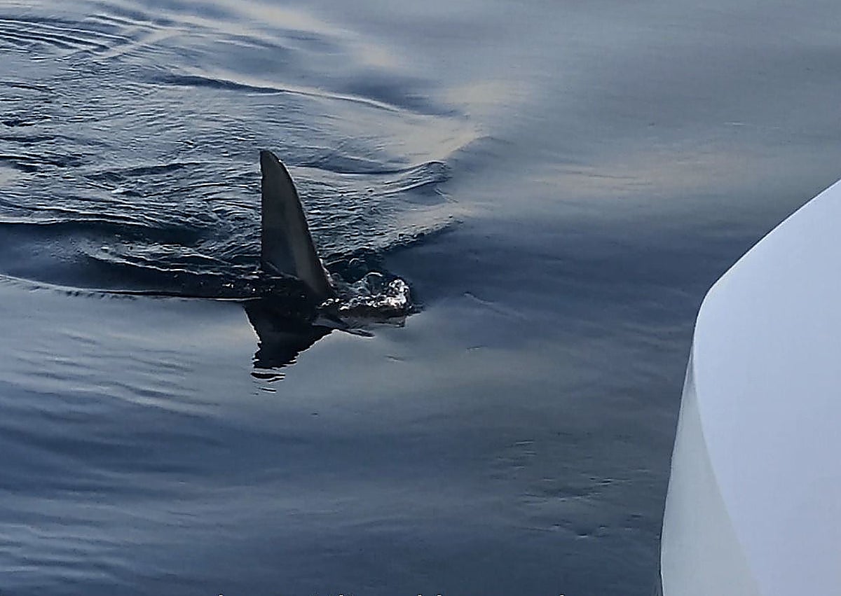 Imagen secundaria 1 - Photos of the shark taken from the boat