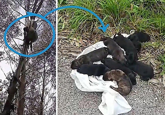 Eight puppies found suffocating in a bag dangling from a tree in northern Spain