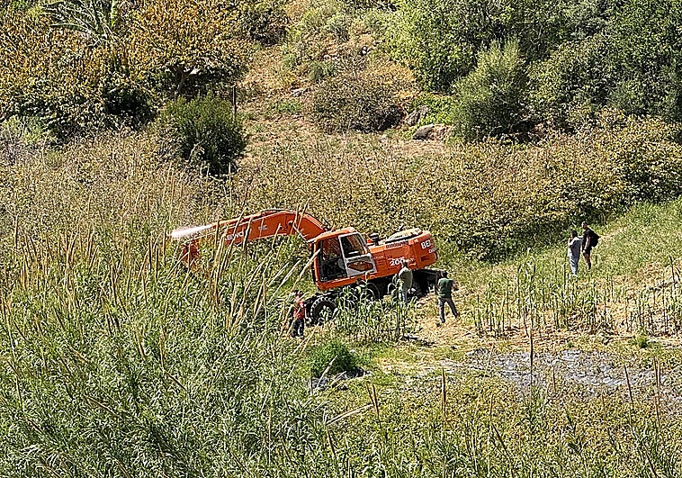 Nerja tree felling sparks activists' outrage and leads to protest with two arrests