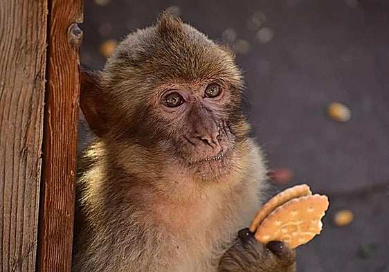 This macaque is snacking on some biscuits he has found
