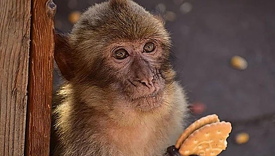 Gibraltar’s macaques self medicating with soil to combat junk food diet