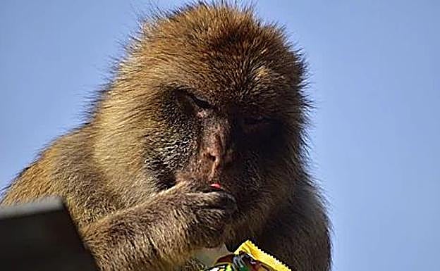 Macaque has found some sweets to snack on