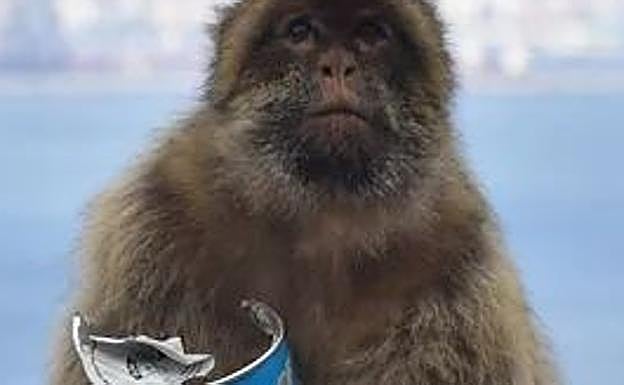 Macaque finishing off a can of pringles