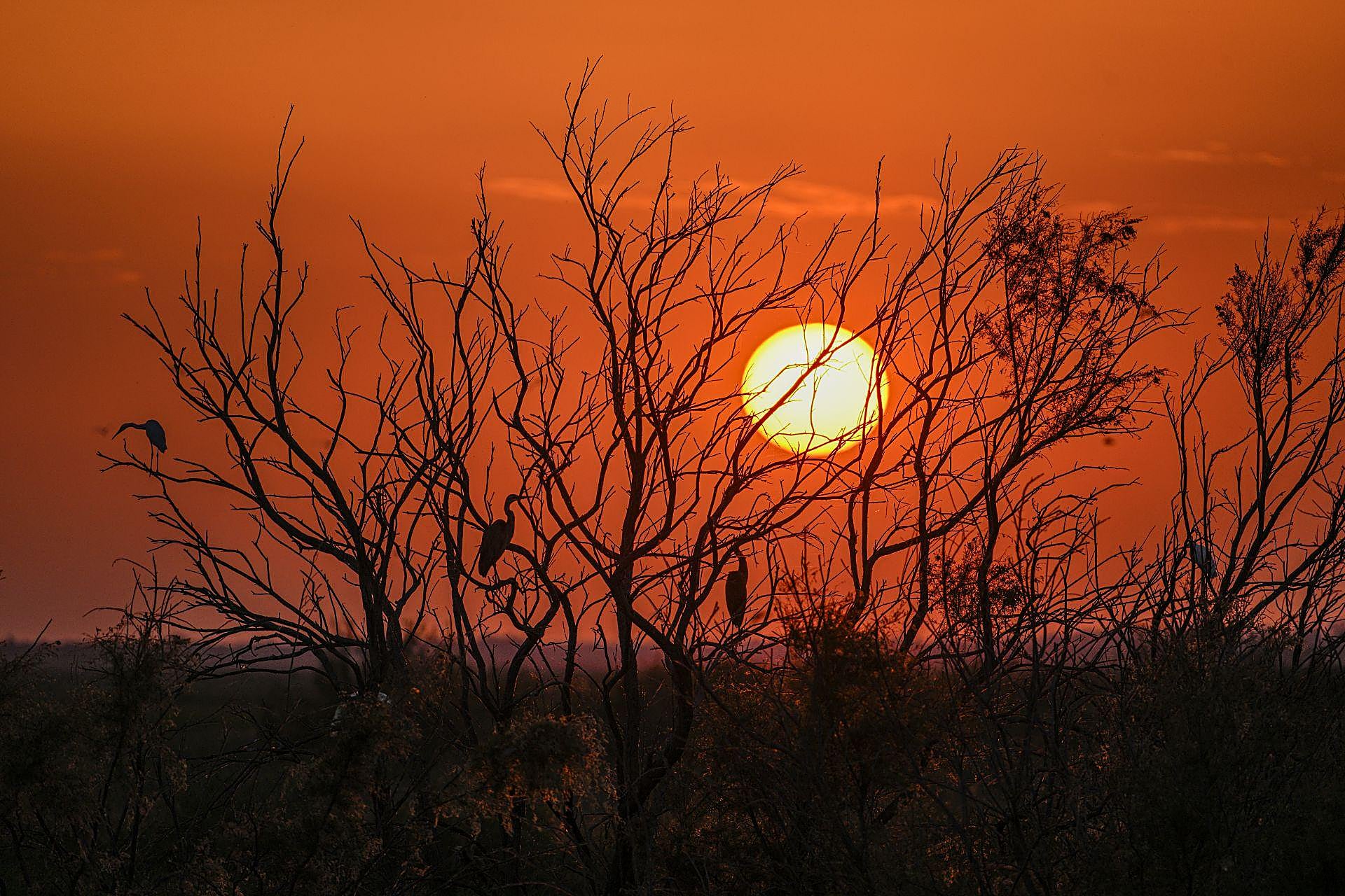 Doñana Park in pictures