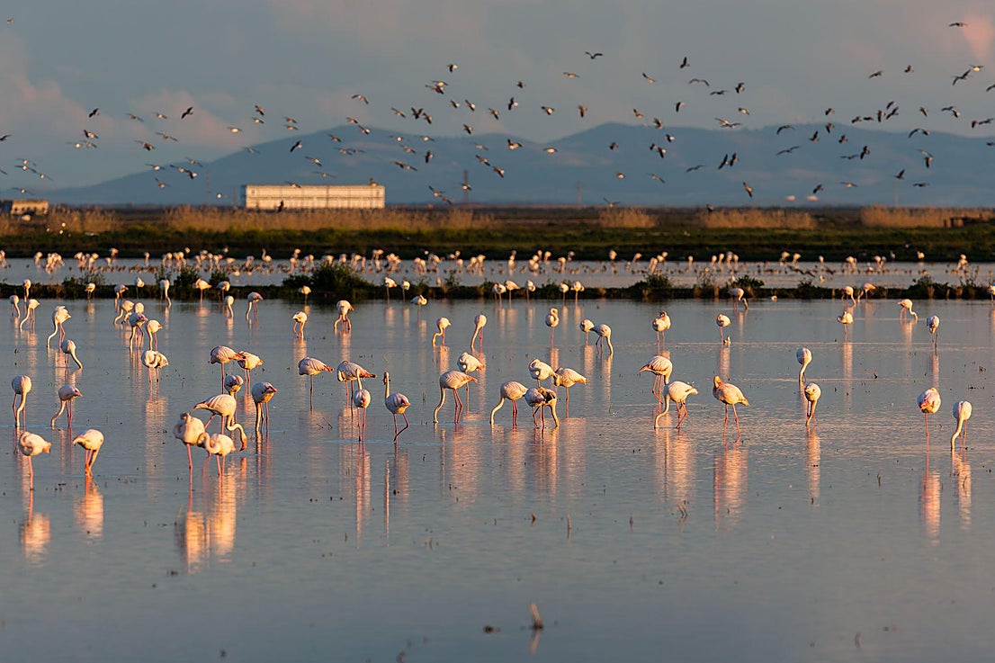 Doñana Park in pictures