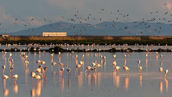 The Doñana we knew may never return: Why a wet winter isn't enough to save the Andalusian national park