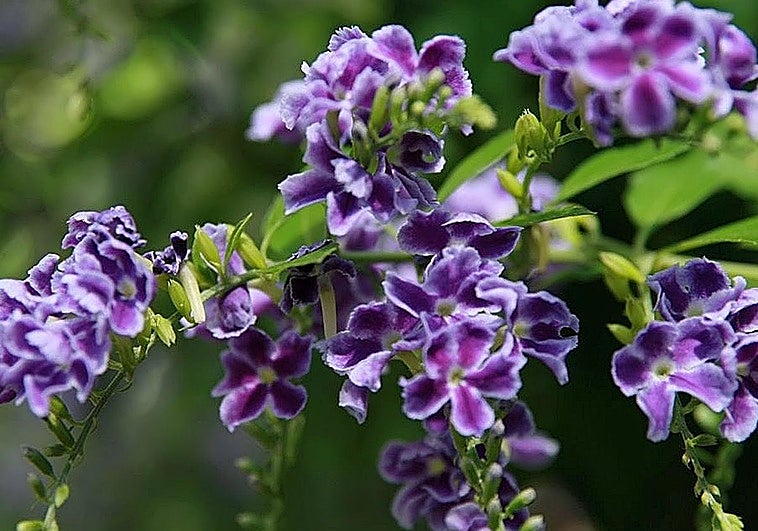 Duranta erecta, a colourful tropical shrub