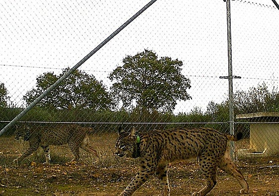 Lynx baby boom spreads: first litter born in central Spain's Cabañeros National Park