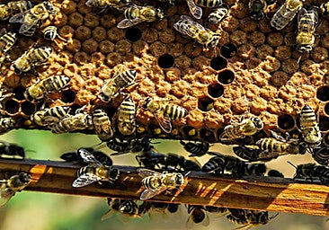 Beehive bandit arrested in Malaga: 337 stolen hives recovered in 'Operation Piquera'
