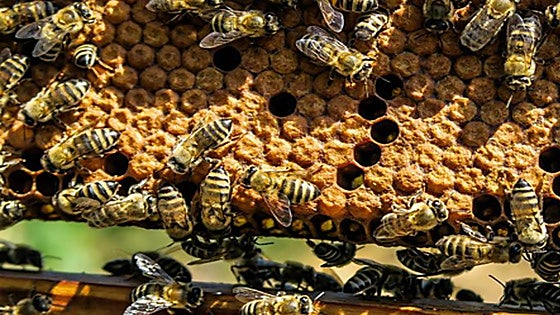 Beehive bandit arrested in Malaga: 337 stolen hives recovered in 'Operation Piquera'