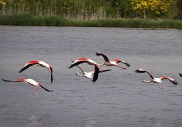 Malaga province's Herrera lagoon comes back to life: the rebith of an ephemeral natural jewel