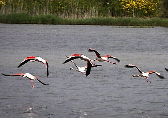 Malaga province's Herrera lagoon comes back to life: the rebith of an ephemeral natural jewel