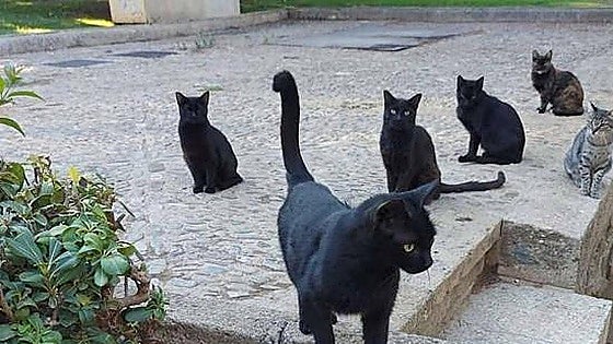 Public consultation period opens for Nerja cat colonies' Trap-Neuter-Return programme