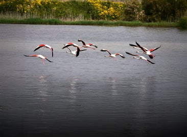 Malaga province's Herrera lagoon comes back to life: the rebirth of an ephemeral natural jewel