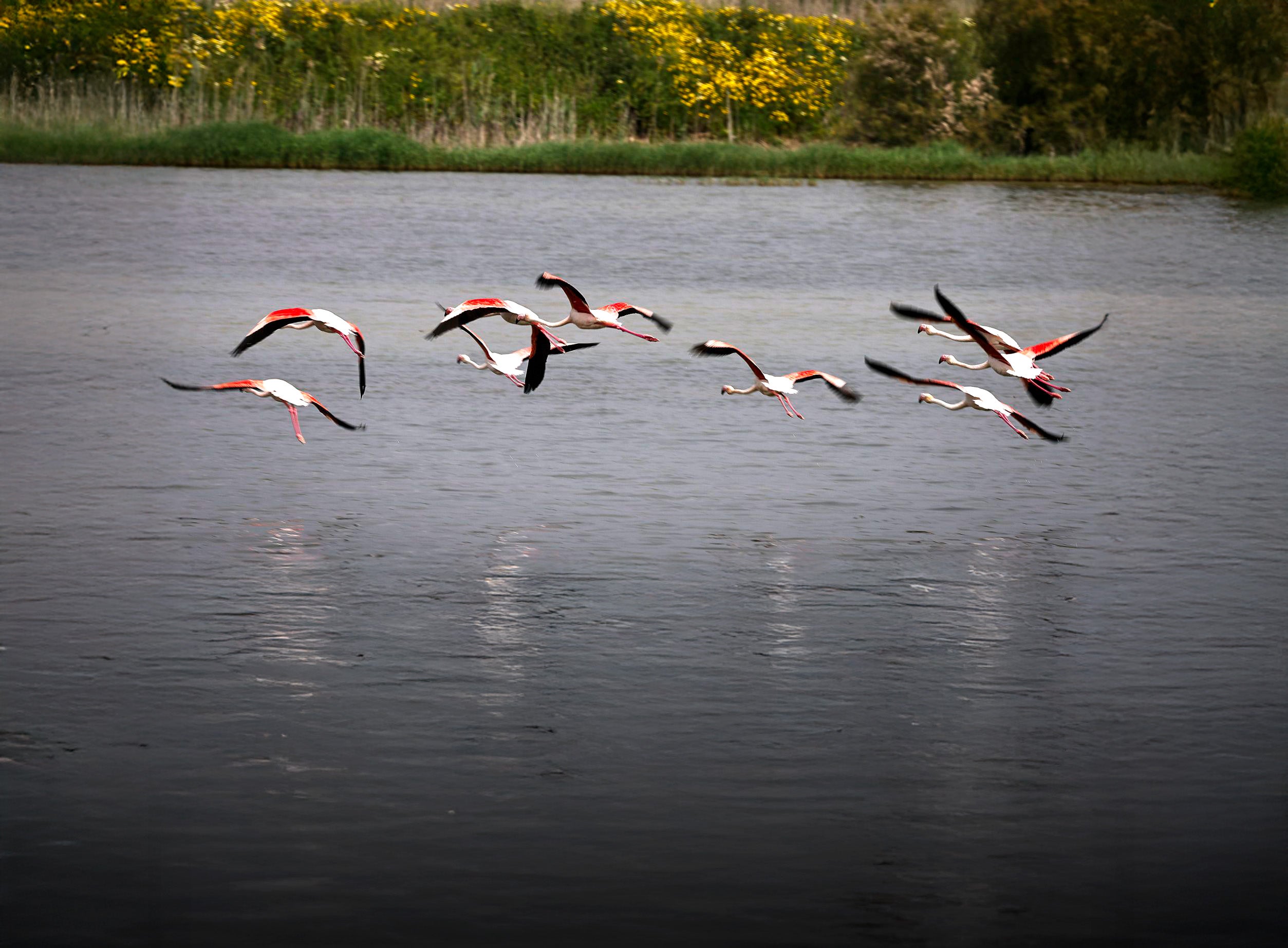 A flock of flamingos takes flight from the Herrera lagoon, in the Los Llanos area of Antequera.