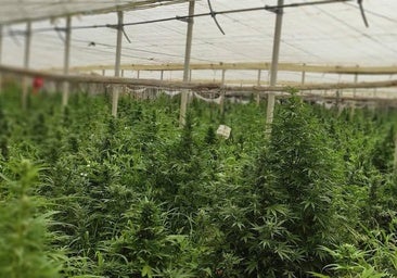 Two arrested in Axarquía village after police find 209 marijuana plants