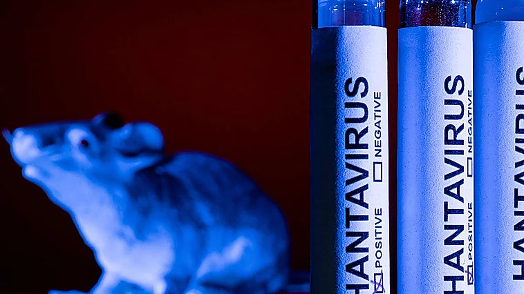 Hantavirus vaccine exists but is ineffective in person-to-person transmission