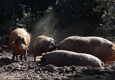 The pork sector is one of the biggest beneficiaries following the meeting between the Spanish and Chinese delegations.