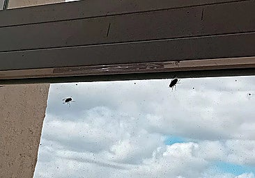 Flies on the window of one of the flats in the Rincón de la Victoria building where the elderly woman lived at the time of her death.