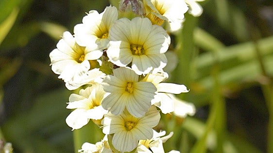 The satin flower