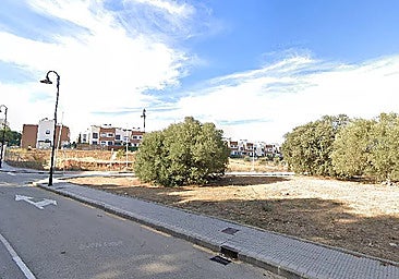 Olive trees on the plot of land Malaga city council is auctioning off on Calle Guinea.