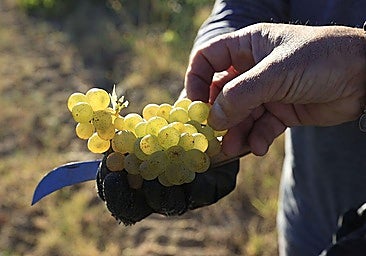 Fruit is the food with the highest presence of chemicals.