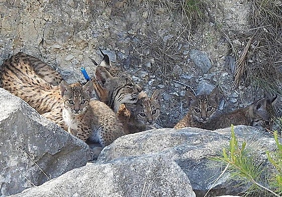 The female Iberian lynx 'Urtsu' with her four cubs barely two months old