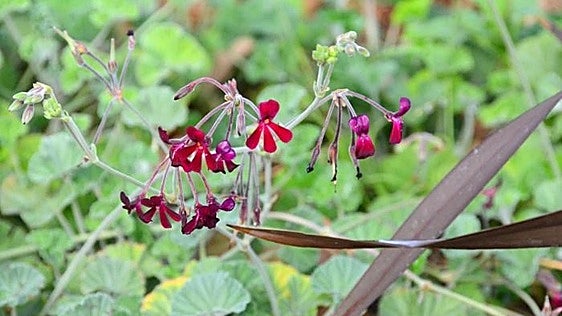 Pelargonium sidoides