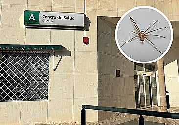 Malaga resident nearly loses his arm following Mediterranean recluse spider sting