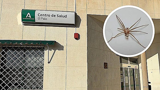 Malaga resident nearly loses his arm following Mediterranean recluse spider 'sting'