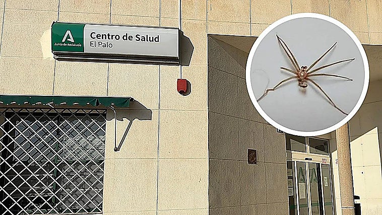 Malaga resident nearly loses his arm following Mediterranean recluse spider 'sting'