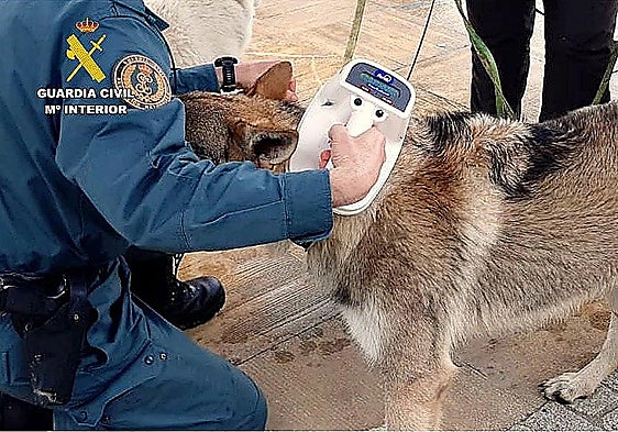 A Guardia Civil officer checking the dog's condition in Cantabria.